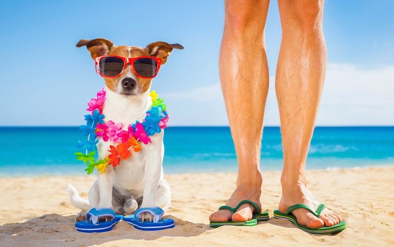 Vacaciones con tu mascota apartamentos magic atrium plaza benidorm Vacaciones con tu mascota apartamentos magic atrium plaza benidorm