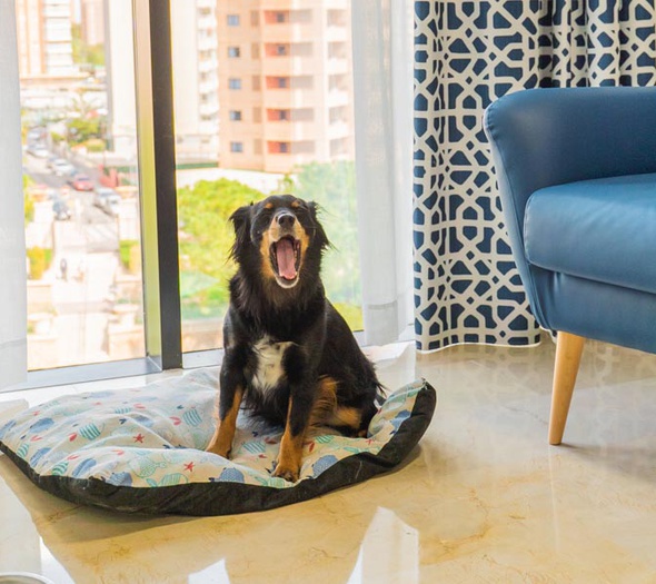 Somos pet friendly Apartamentos Magic Atrium Plaza Benidorm